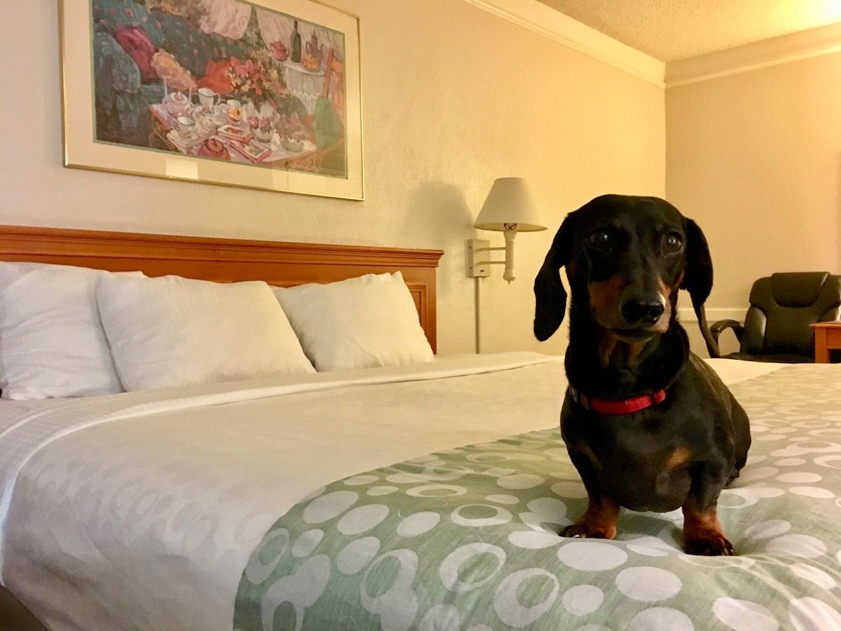 Best hotels with pet-friendly accommodations and nearby dog parks