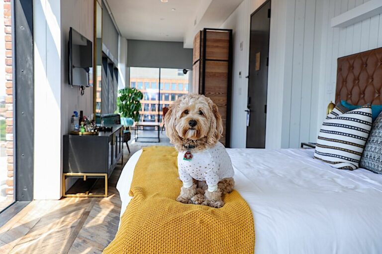 Hotel hotels dog friendly pet kimpton pets pawfect stay has man his cnn animals resident perk where asks manager bring